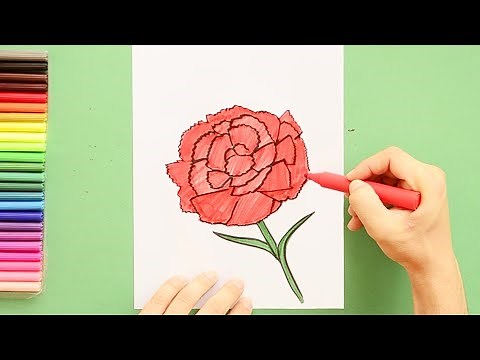 How to draw Scarlet Carnation - State Flower of Ohio