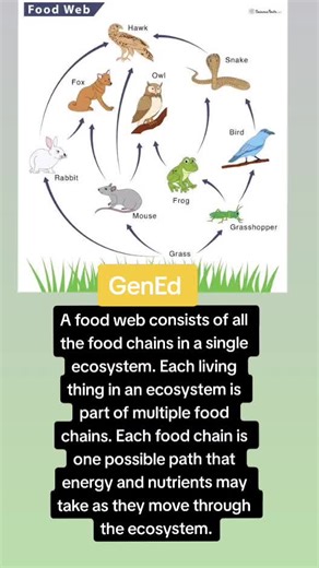 Understanding Food Webs: An Ecosystem Perspective