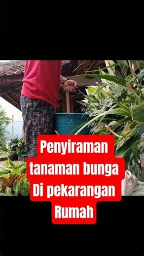 merawat bunga di pekarangan rumah🌸🪷❇️🌺