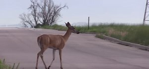4 Tips to Avoid Hitting a Deer With Your Car