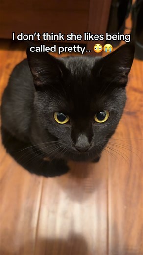 Funny Cat Transformation: Pretty Girl Energy to WWE