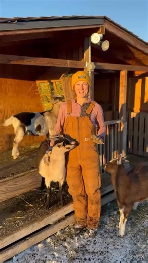Howdy Bozeman 🤠 | If you’re looking for a truly unique Montana experience this winter, Goat Camp at @border.farm is an excellent choice 🐐 Border Farm sits... | Instagram
