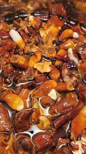 Reishi Mushroom Dual-Extract Available At WWW.BIGBENDFUNGICOMPANY.COM #fungi #nootropic #adaptogens