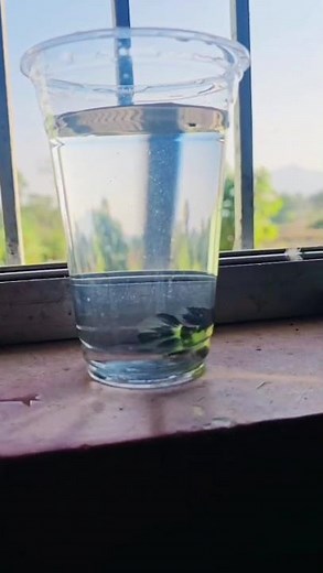 Glow Betta Fish – Stunning Neon Colors | Rare Shining Betta Line | Ks Aquatics