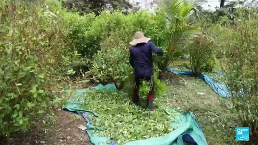 Record historique de la production de cocaïne en Colombie