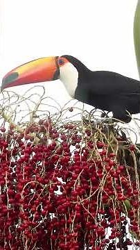 Animal Life: Amazing facts about toucans #toucans #life #animals #facts #birds