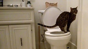 537K views · 4K reactions | Did you know it takes about three months to teach your cat to use the toilet instead of the litter box? Here's how it's done. | Washington Post | Facebook