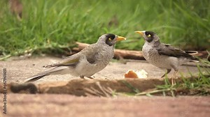 two Australian noisy miner birds feasting on a piece of bread