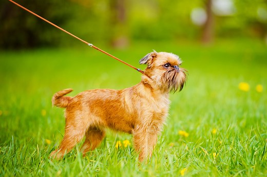 Leash Aggression in Dogs: What to Know