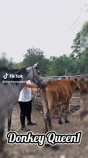 Horse and Donkey Breeding cow and horse #horselife #horsebreeding #horsedonkeybreeding #meeting #tiktok #fyp #viral #cowhorsebreeding