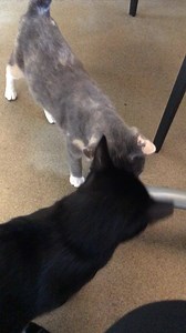 33 reactions · 37 comments | In honor of #InternationalCatDay, show us your cats! Don’t have one? We can help with that! We have so many awesome cats ready for adoption. Like Cynthia (calico dilu) and Rhiana (black) - both currently living in the Catfe and waiting for forever homes. Come meet them today! | Bradshaw Animal Shelter | Facebook