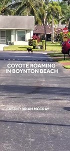 A deadly coyote attack that left a small dog dead has neighbors on edge in the Boynton Lakes neighborhood, where residents say sightings of wildlife have been more frequent. https://www.wpbf.com/article/florida-coyote-kills-small-dog-boynton-beach-neighborhood-raising-safety-concerns/69447341 | WPBF 25 News