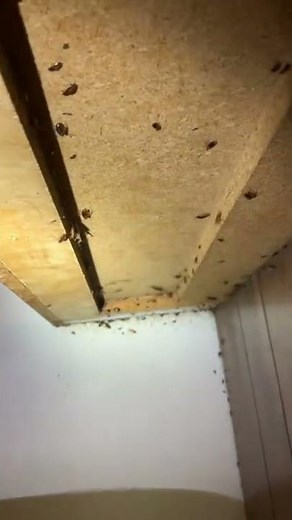 Do You Have Cockroaches in Your Kitchen?