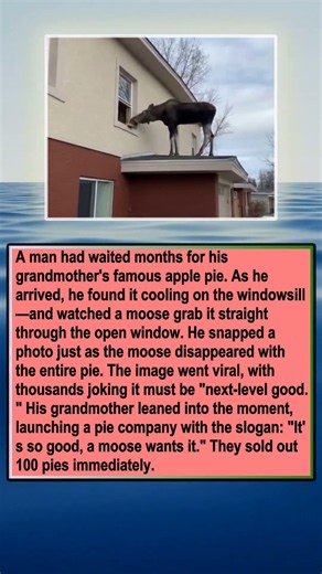 A Crafty Moose Steals a Fresh Pie and Launches a Viral Business