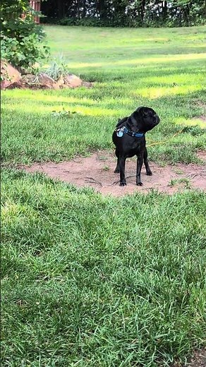 Pug does Back Legs Bark!! #cute #dog #pug #funny #animals