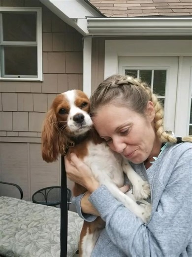 How beautiful is this video..! #rubycavalierkingcharlesspaniel ❤️❤️❤️ | Ruby Cavalier King Charles Spaniel Owners