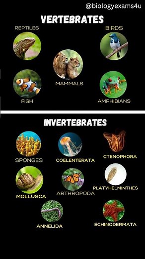 Vertebrates and Invertebrates Animals #animals