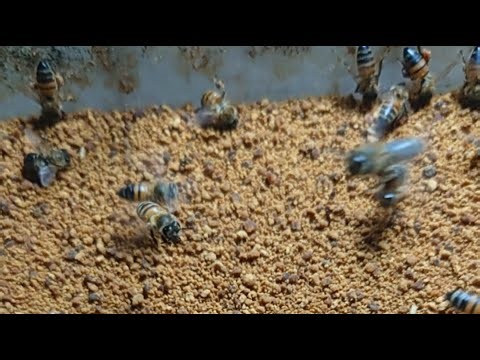 Beekeepers and stingless bee getting bee pollen #honey #beekeeper #beehive #nature #beelove #farm