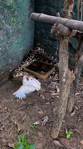 Ecosystem Python Snake vs Murga Please Follow me 🙏🐍🇮🇷🌹 #highlightseveryone | Mobarak Snake Panchet