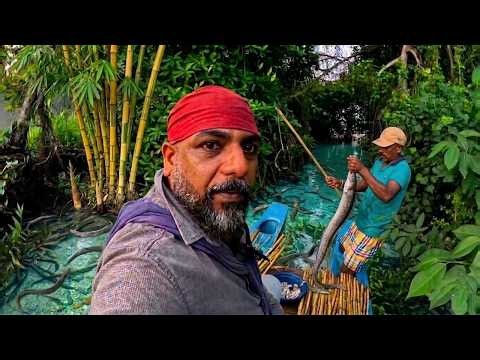 "Traditional eel fishing with bamboo traps."🎣| ආදෝ බටපිති පන්නෙ | Master Eel Hunter!🎣😲🐍