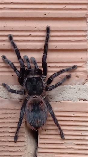 A Dona aranha resolveu subir na parede da minha casa.