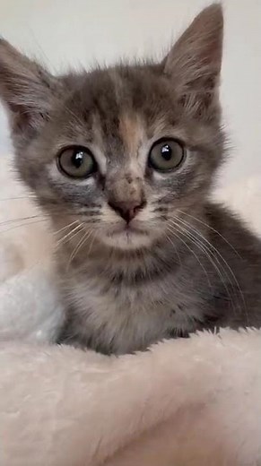 Adorable Baby Kitten Playing - Cute Kitten Video