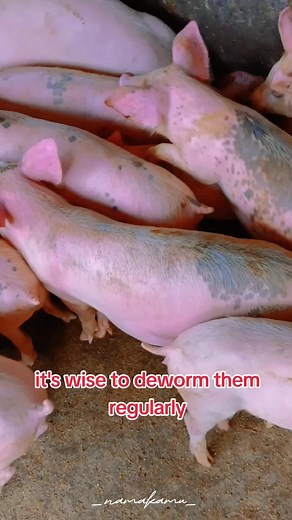 Deworming Young Pigs: Best Practices and Tips