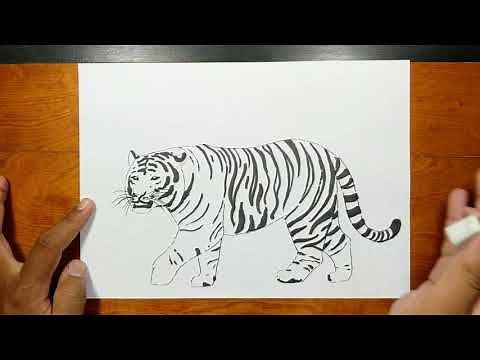 How to draw REALISTIC SIBERIAN TIGER step by step