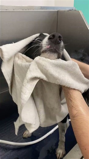 Lovely border collie spa and grooming!