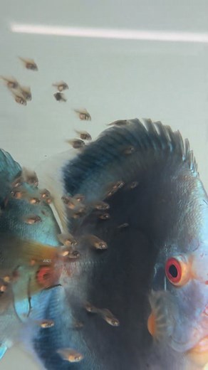 Blue diamond discus | Angel Skalar