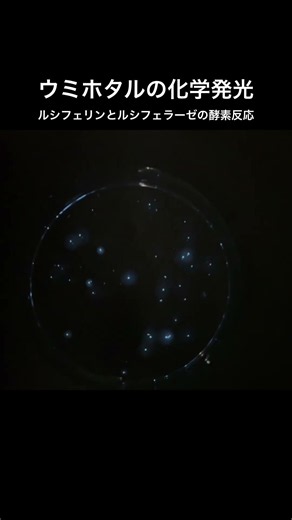 ウミホタルの化学発光
