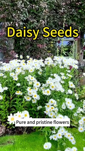 Planting Daisy Seeds for a Beautiful Flower Garden at Home