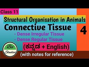 Class 11 - Structural Organisation in Animals - 04 - Dense connective tissue