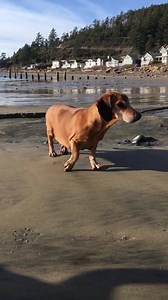 We took advantage of a clear day and went to the beach Thursday. Obie made it about a mile in an hour and then sat and had to be carried the rest of the way. | Obie Dog's Journey