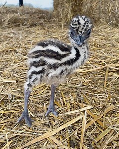 71K views · 1.8K reactions | Our little Emu chick called Taz #emuchick #taztheemu | Caenhill Countryside Centre | Facebook