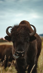 #TongueOutTuesday 😜 These bison aren’t just being silly and cute - they’re on a mission. Bison with their mouths open and tongues out are exhibiting the Flehmen response. Somewhere between smell and taste they draw air into an olfactory organ on the roof of their mouths to process pheromones and gather detailed information about their surroundings. This behavior is exhibited primarily by males, occasionally females. #hifromsd | Travel South Dakota