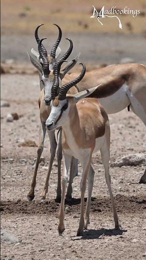 Springbok in the Etosha National Park of Namibia.