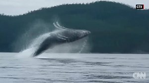 321K views · 6.4K reactions | Whoa! These kayakers got a close...