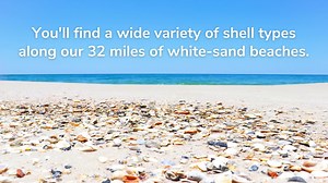 2.8K views · 85 reactions | You just feel like a kid at Christmas when you come upon a treasure of shells like this one. Show us your shells from Gulf Shores and Orange Beach. https://gsob.co/2Ts4QeG | Visit Alabama's Beaches | Facebook