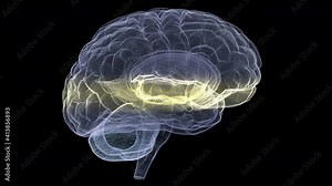 Futuristic holographic X-ray tomography scanning patient's Brain for health evaluation simulation medical examination, and assessment in full rotation loop with alpha channel - medical concept