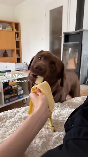 Life with a Chocolate Labrador: A Dog Owner's Tale