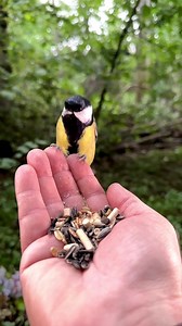 87K views · 2.9K reactions | Feeding Frenzy: In this bustling moment, a yellow bird gracefully alights on my hand, followed by a blue bird, each taking their turn to pick a snack. Nature's rhythm unfolds in a flurry of activity. | Squirrels by Fotoscenen | Facebook