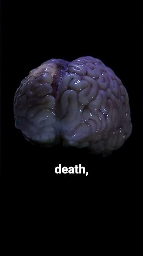 Your brain still works after death