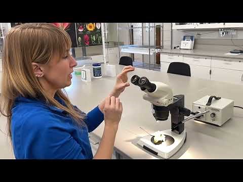 Dissecting Microscope