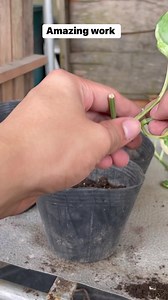 AMAZING PLANTS HOW TO GROW AMAZING! #LuckyPlants #fengshui #Plants #Garden #Gardening #HousePlants #PinoyPlantito #cactus #succulents #houseplants #caretips #propagations #indoorplants#Plantito #Garden #Dancingplantito #markofthejungleplants #gardendecorationideas #gardentour #gardenideas #gardenlife #gardeningmakesmehappy #gardeningideas #gardeningisfun #gardeningtools #gardeninglove #gardeningismytherapy #plantmom #plantbaseddiet #plantmedicine #plantstagram #plants #gardeninglife #gardenroute