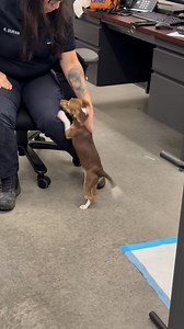 Seagoville Animal Shelter on Reels