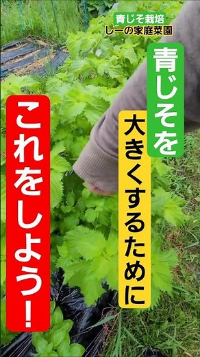 青じそを大きくしたい！そのためには！《しーの家庭菜園＊青じそ栽培》