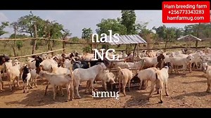 How the triplets of successfull animals farming can help us guiding our animals projects to be massive By hamiisi semanda 256773343283 | Ham Animals Breeding Farm