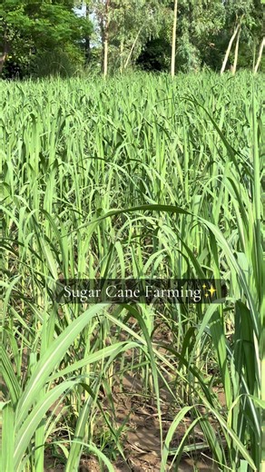 Sugar Cane Farming: Techniques and Benefits Explained