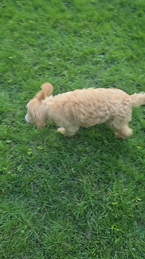 Doodle vs Lab! Its a close match between these two for now. Milo and Shelly are both 13 weeks, but I suspect Shelly will outpower Milo in a couple months. Milos a lover, not a fighter! Www.chicagoarealabs.com | Labrador & Labradoodle Puppies Chicago